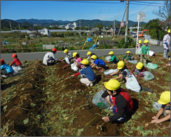 芋掘り